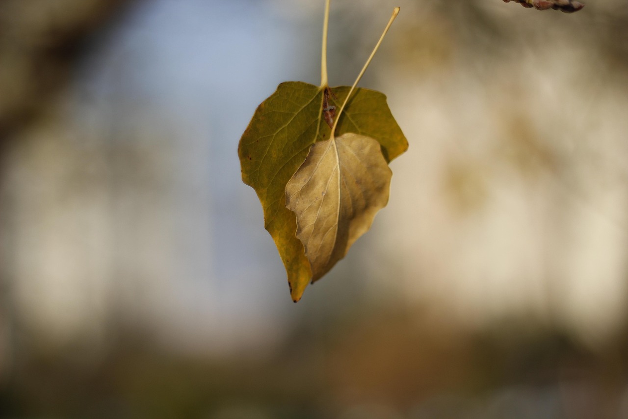 tree, life, view, forest, peace, nature, natural life, green, clean air, autumn, nature turkey, leaves, leaf, photography, nutrition, camp